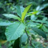 kratom tea